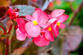 How To Grow And Care For Wax Begonias