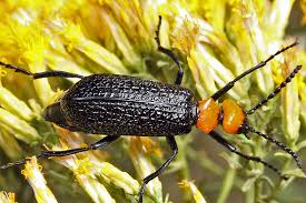 Image result for Mellera lobulata