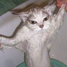 27 Cats Getting Baths Cat Bath Cats Wet Cat