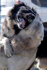 Alabai is a powerful dog with a bite force of about 710 psi which is strong enough to stand a wolf in a one of fight. Dogs Rip Chunks From Each In Vicious Arena Fighting While Young Children Watch In Kyrgyzstan Daily Mail Online