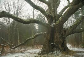 Did American Chestnut Really Dominate the Eastern Forest? - Arnold Arboretum