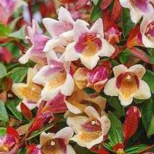 Our current selection tops 400 varieties. Sunny Anniversary Abelia Spring Hill Nurseries