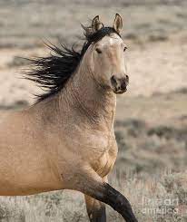 They show remarkable intelligence and endurance, as nature is the best breeder of tough, surefooted endurance horses. Wild Buckskin Stallion Runs Photograph By Carol Walker