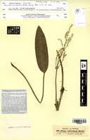 Image result for Burnatia enneandra