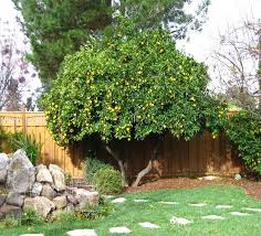 At jujube australia we propagate jujube trees for our commercial orchard. Advanced Fruit Trees For Sale Fruit Trees