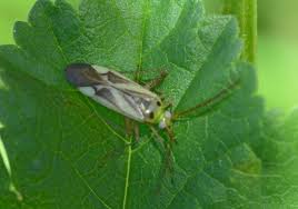 How to prevent harvest mites. How To Get Rid Of Bugs On Mint Plants 6 Proven Solutions