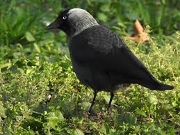 Tramitació telemàtica a la seu electrònica de l'atc. Pasari Din Romania Stancuta Corvus Monedula