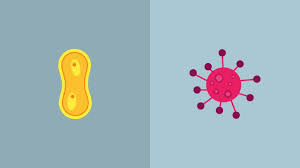 Ncbi virus is a community portal for viral sequence data from refseq, genbank and other ncbi repositories. Che Differenze Ci Sono Tra Batteri E Virus Youtube