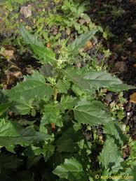 Image result for Chenopodiastrum