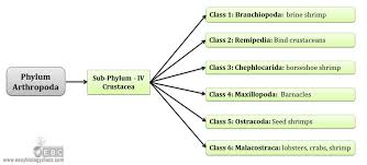 Arthropoda Classification Subphylum Classes Easybiologyclass