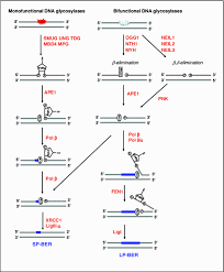 Either a, t, c, or g. Figure 2 Regulatory Mechanisms Of Rna Function Emerging Roles Of Dna Repair Enzymes Springerlink