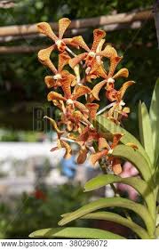 Native to tropical and southern africa. Orange Mokara Orchid Image Photo Free Trial Bigstock