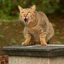 Коты Приколы Скачать Бесплатно &amp;mdash; Приколы