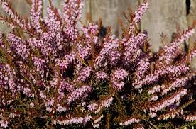 Check spelling or type a new query. 11 Types Of Shrubs That Flower In Early Spring