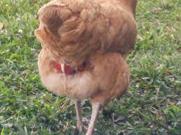 A bloated or swollen abdomen in a chicken could be a symptom of any number of illnesses or health issues, several of which directly or indirectly affect the hen's reproductive system. Red Swollen Bum Backyard Chickens Learn How To Raise Chickens