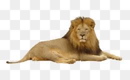 White lion png tubes pack is a collection of 18 different poses of 3d lion, high resolution png files on transparent background. Lion Black And White Png Free Download Lion Drawing