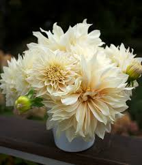 Maybe you would like to learn more about one of these? How To Pot Up Dahlias For A Jump On Summer The Impatient Gardener