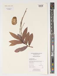 Image result for Magnistipula