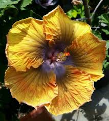 Caribbean Golden Sunset By Ernesto C Hibiscus Flowers Hibiscus Plant Beautiful Flowers