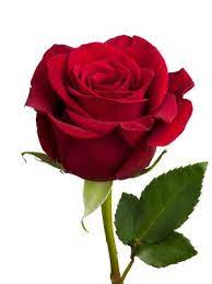 Rose Flower Google Search Rose Flower Pictures Rose Flower Photos Gulab Flower