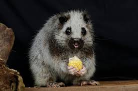 Cloud rat — ▪ mammal introduction also called cloudrunner any of six species of slow moving, nocturnal, tree dwelling rodents (rodent) found only in philippine forests. Luzon Giant Cloud Rat At S Pore Night Safari Looks Startled With Half Eaten Corn In Its Hands Nestia