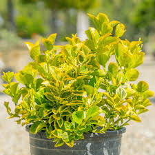 Image result for Euonymus