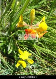 Image result for Lotononis laxa