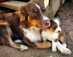 En Degerli Leuke Honden Schattige Dieren Schattige Puppies