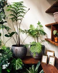 17 Best Indoor Trees And Tropical Plants To Grow In Your Living Room Best Indoor Trees Indoor Trees Indoor Plants