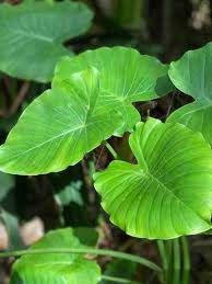 Sometimes elephant ear plant is infected with bacterial leaf spot. Are Elephant Ear Plants Poisonous Gardening Channel