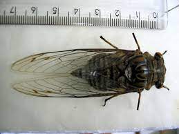 Giant cicada location and rarity. Quesada Gigas Olivier 1790 Aka Giant Cicada Cicada Mania