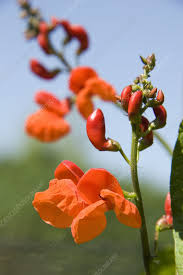 Image result for Phaseolus coccineus