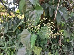 Image result for Cissus petiolata