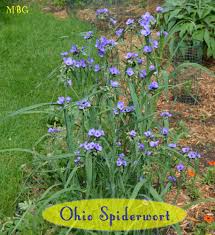 Butterfly Plants List Butterfly Flowers And Host Plant Ideas Butterfly Plants Pollinator Garden Butterfly Garden Plants