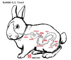 Rabbit Digestive Tract Purina Animal Nutrition