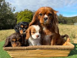 4. Cavalier King Charles Spaniel – A Loving Lap Dog

