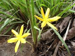 Image result for Curculigo