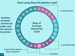 how long does ovulation and your fertile window last