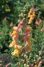 Liberty Classic Bronze Snapdragons Snapdragons Flowers Plants
