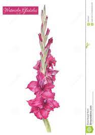 Watercolor Gladiolus Illustration Of Watercolor Purple Gladiolus Stock Gladiolus Flower Tattoos Gladiolus Gladiolus Tattoo