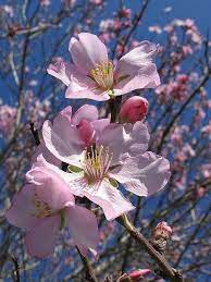 Pin On Blomster