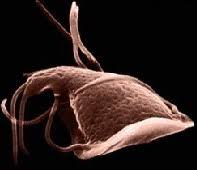 Urban rats are found around the world, and wherever they go, people work to get rid of them — and for good reason. Cryptosporidium And Giardia Rdos