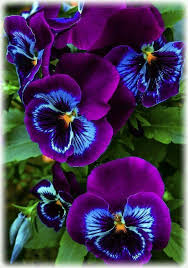 Diese Stiefmutterchen Sind So Hubsch Diese Exoticgardenideas Hubsch St Exotische Blumen Stiefmutterchen Lila Blumen