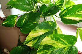 House plants pictures and indoor gardening ideas to help design and build interior gardens. Pothos Scindapsus Devil S Ivy Epipremnum Aureum Our House Plants