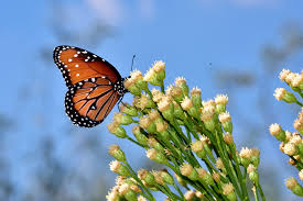 Image result for Maerua salicifolia