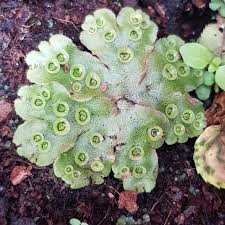 Last updated october 08, 2020. Marchantia Polymorpha Common Liverwort Uploaded By Baxter68