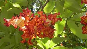 Image result for Monodora