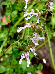 Image result for Deinbollia sp. A