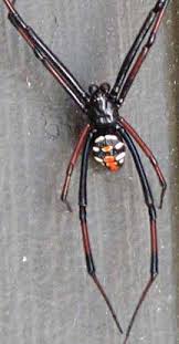 However, typically, male black widows are not considered poisonous. Male Black Widow What S That Bug