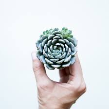 Image result for Humularia minima